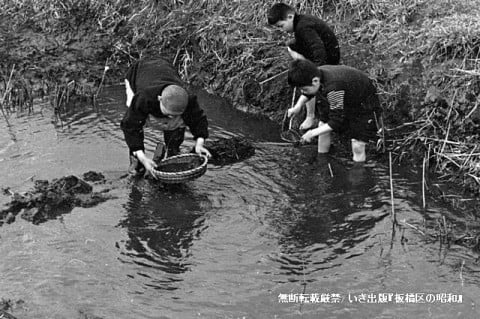 高島平　田んぼの用水で遊ぶ子ども