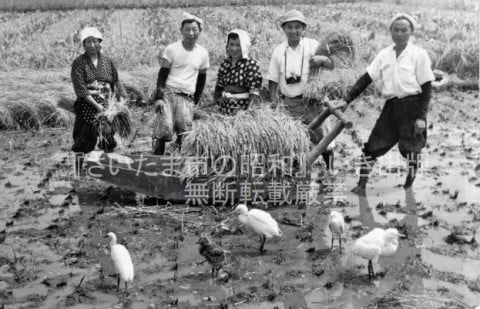 笹久保新田の田んぼで稲刈り中にサギが遊びにきた